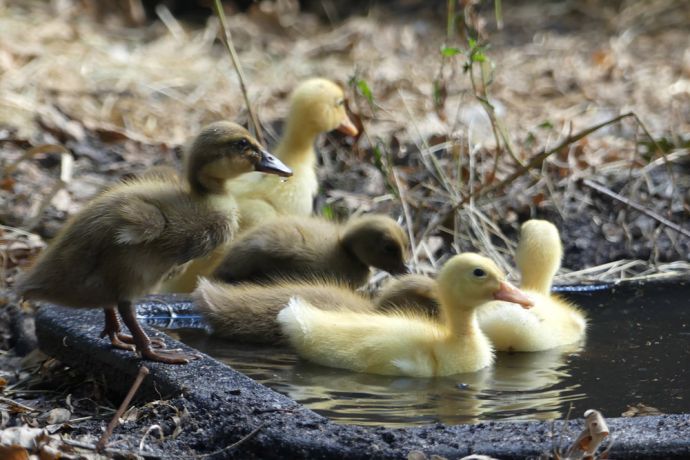De nombreux animaux en libertés 